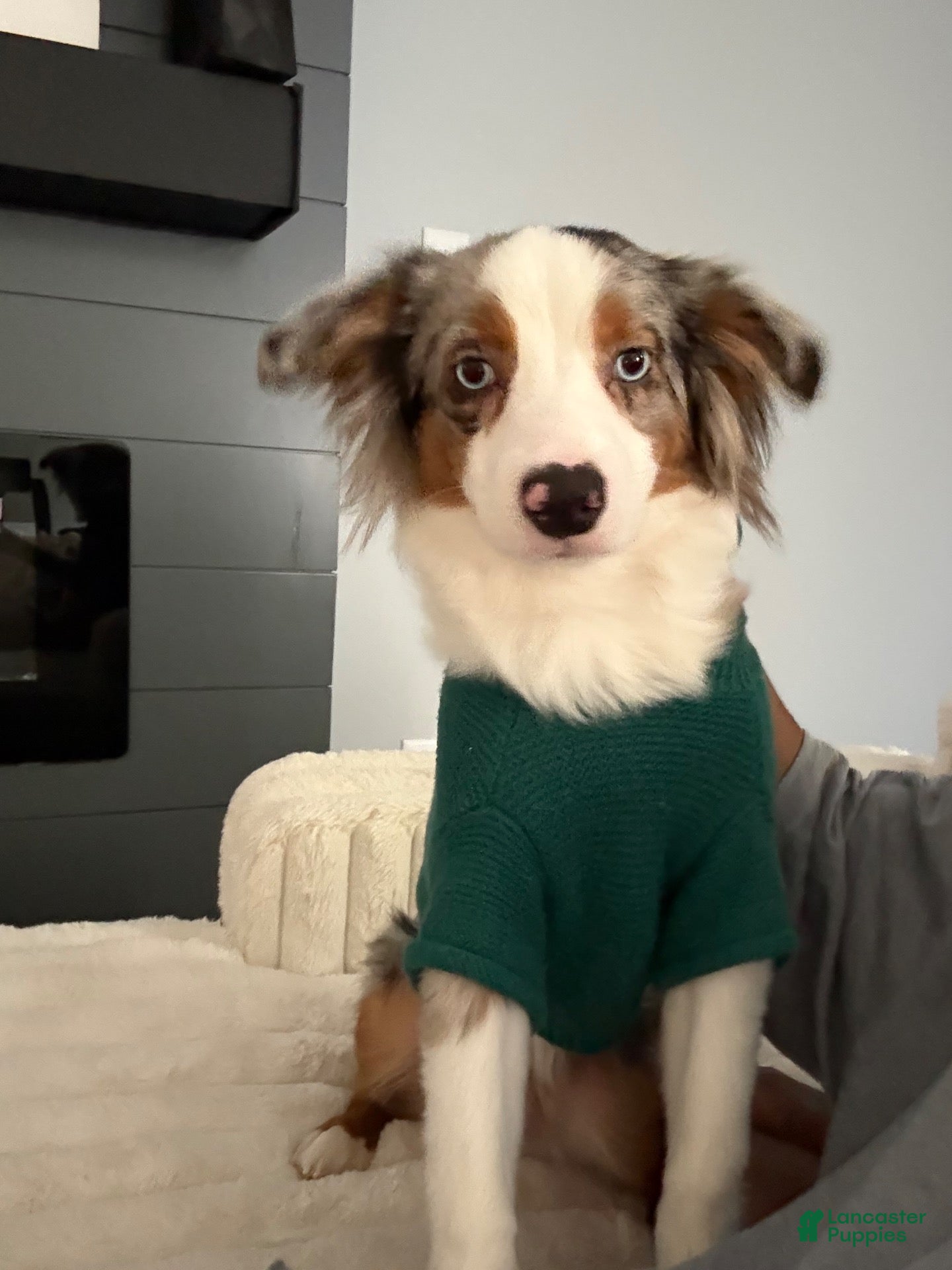 Australian Shepherd (Australian Shepherd, Male) in Fayetteville, NC