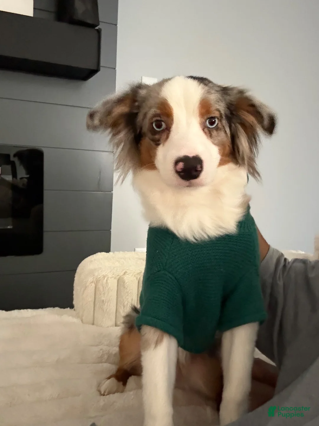 Toy Australian Shepherd dogs for sale: Blue Merle Mini Australian Shepherd/Atticus - Ad 1