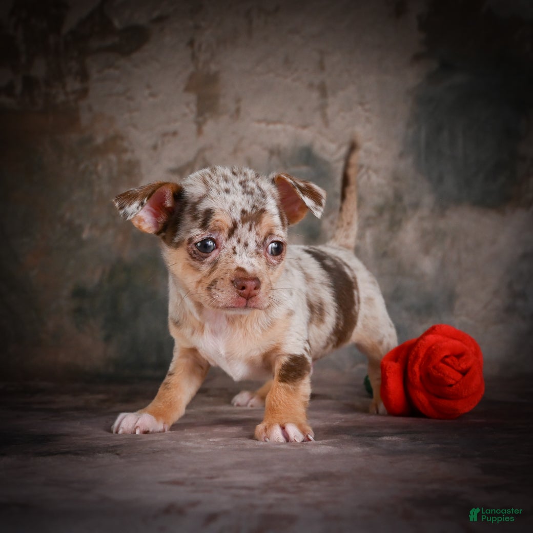Chihuahua dogs for sale: Cash - Ad 5