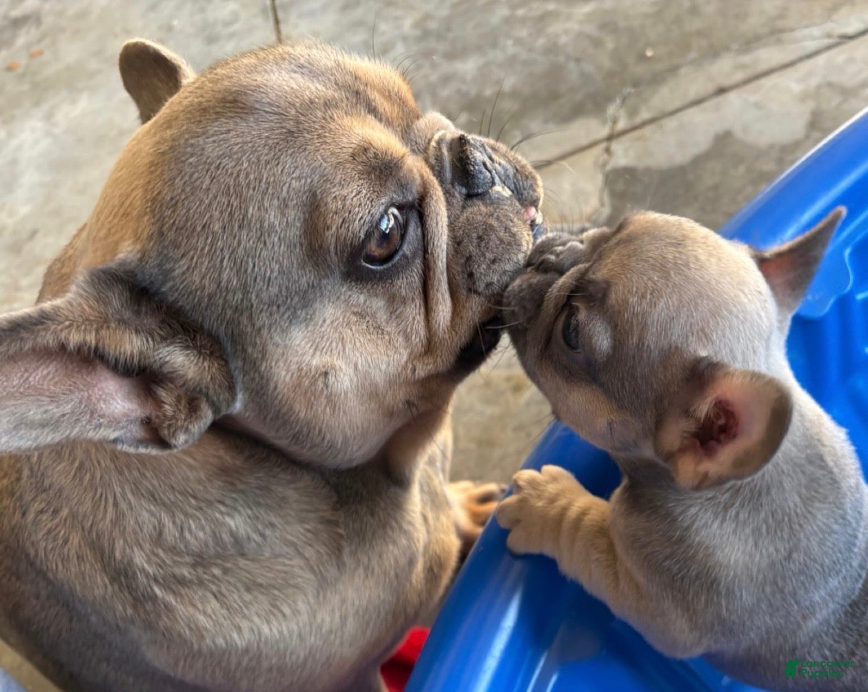 French Bulldog dogs Forest - Ad 2