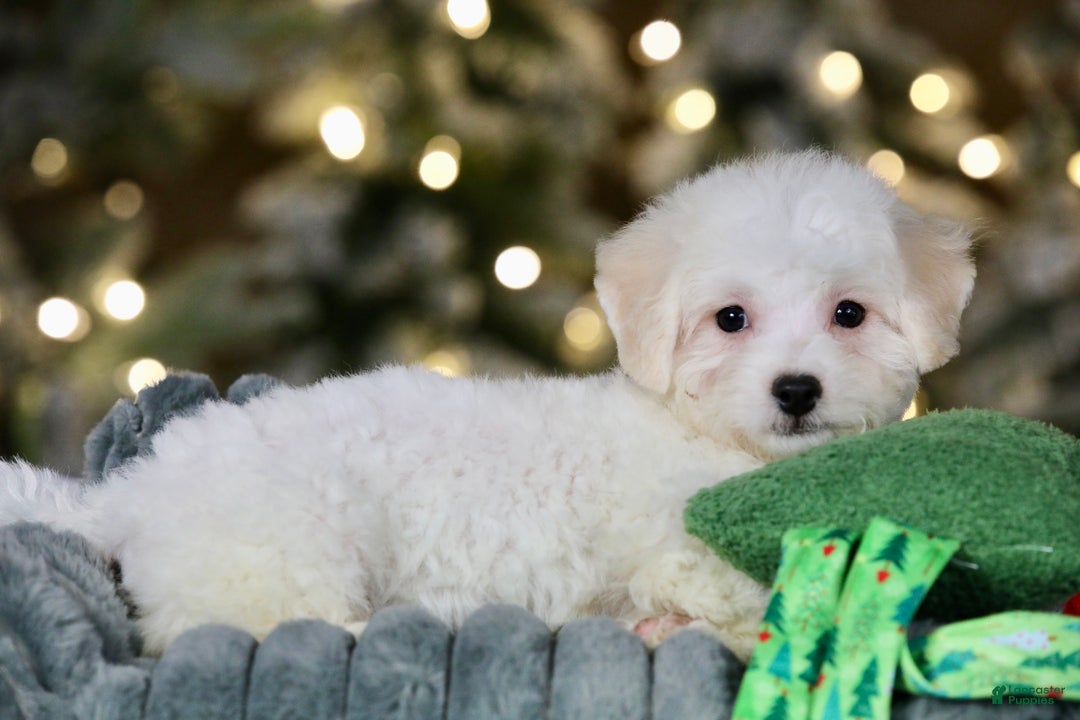 Teddy Bear dogs for sale: Dasher - Ad 8