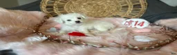 Mixed Breed dogs for sale: Snow White - Ad 3