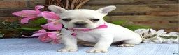 French Bulldog dogs for sale: Fargo - Ad 7