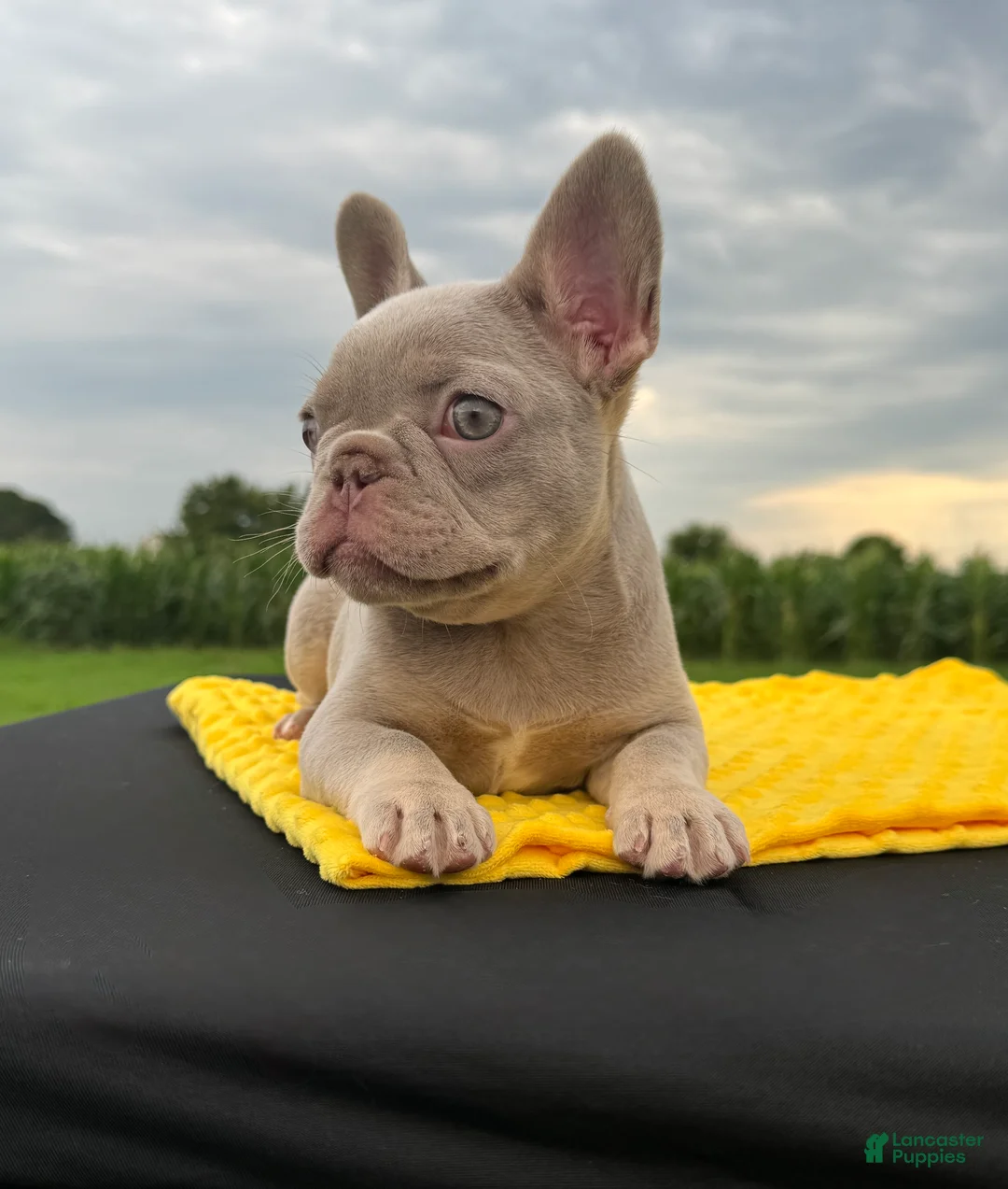 French Bulldog dogs for sale: Cami  - Ad 1