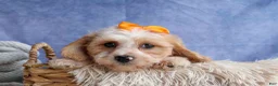 Cavachon dogs for sale: ROMEO - Ad 7