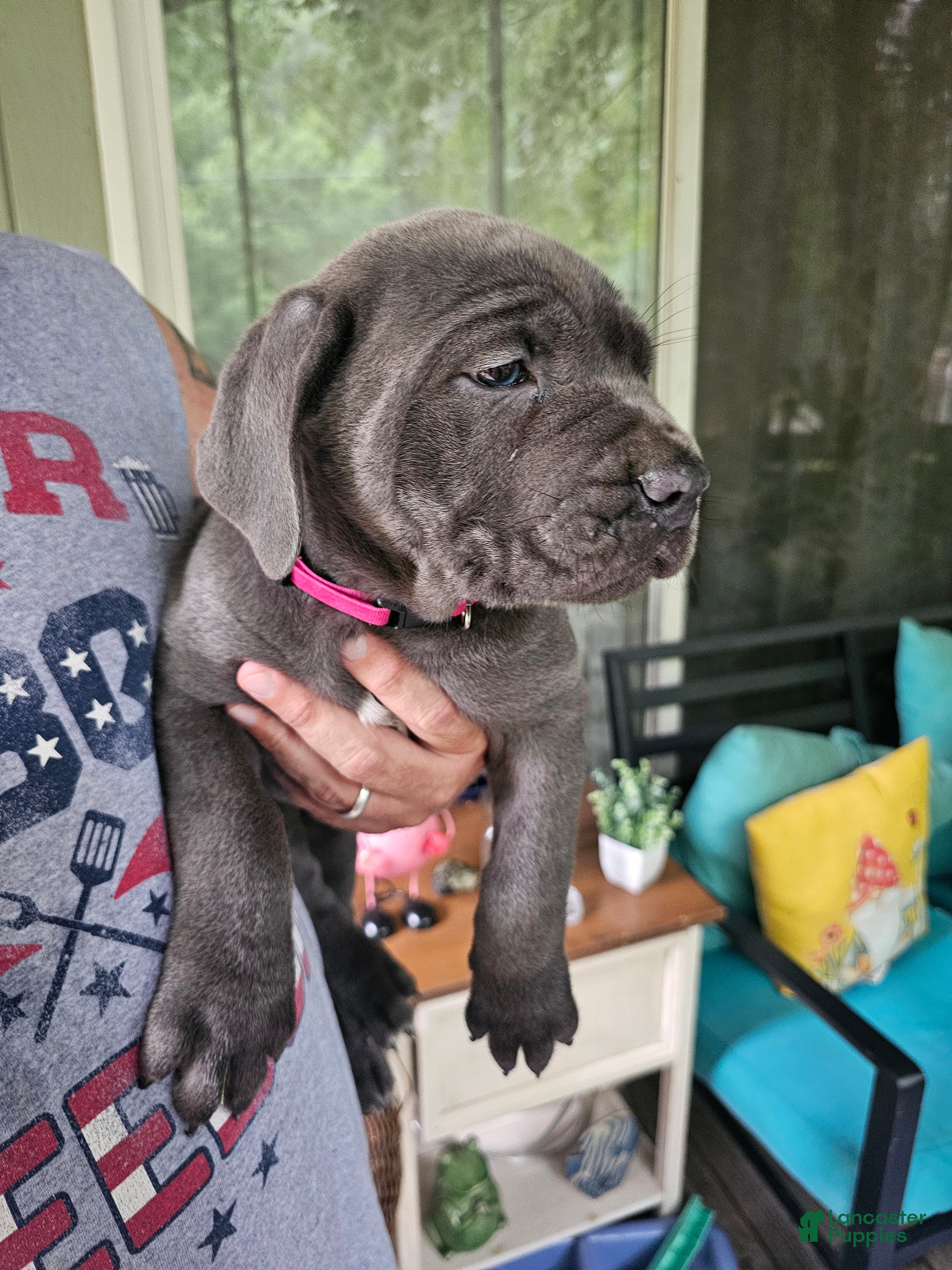 Cane Corso dogs for sale: Scarlett - Ad 2