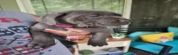 Cane Corso dogs for sale: Scarlett - Ad 1