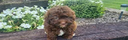 Shihpoo dogs for sale: Leo - Ad 3