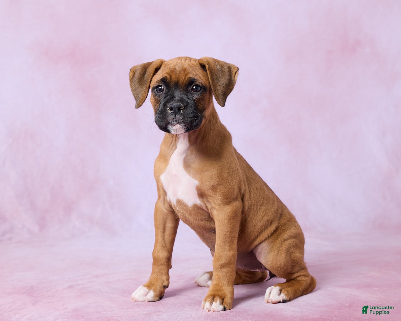 Boxer dogs Macy - Ad 2