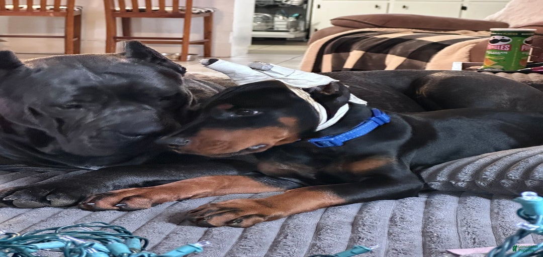 Gallery Image {{count}}