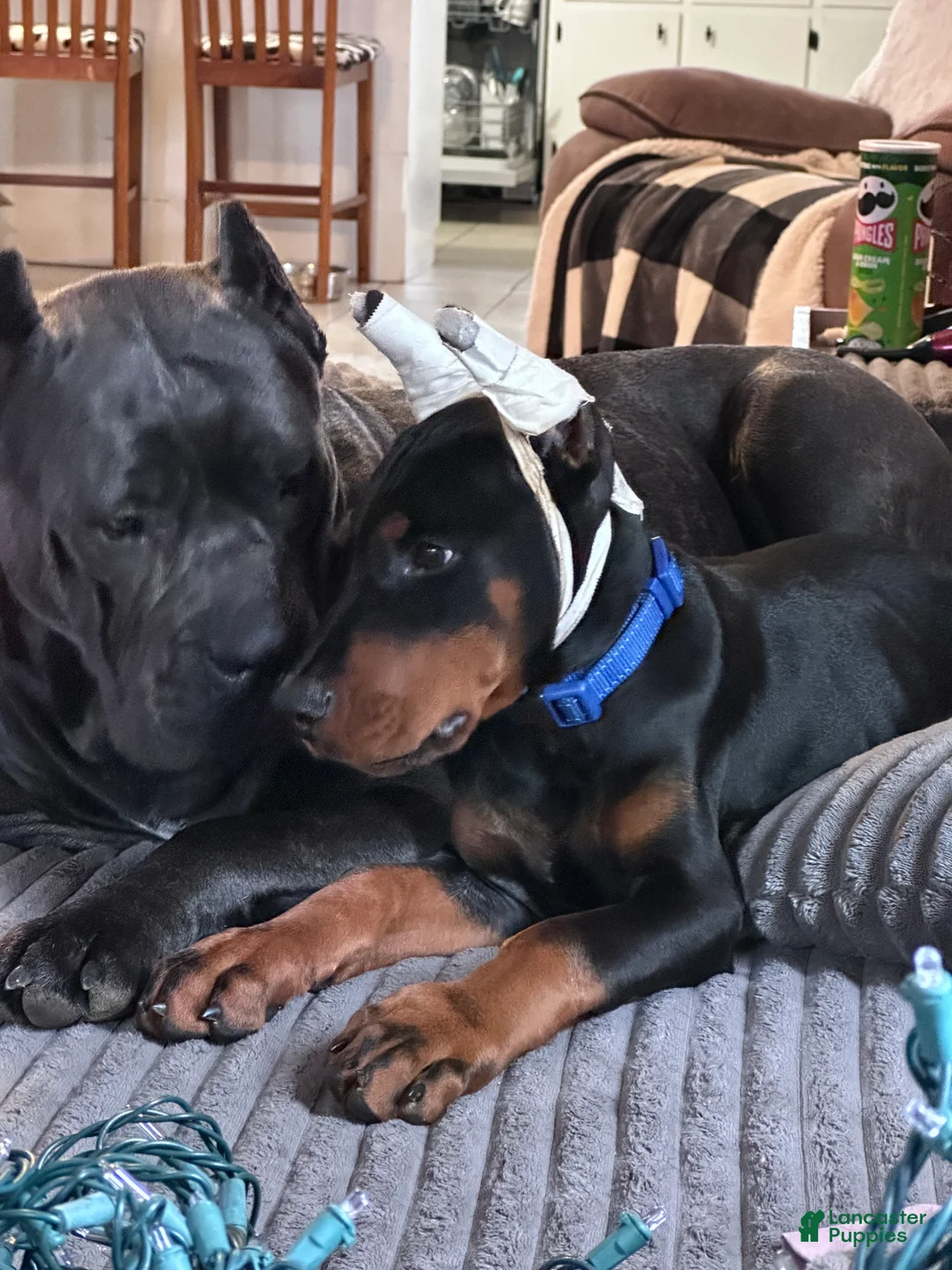 Gallery Image {{count}}