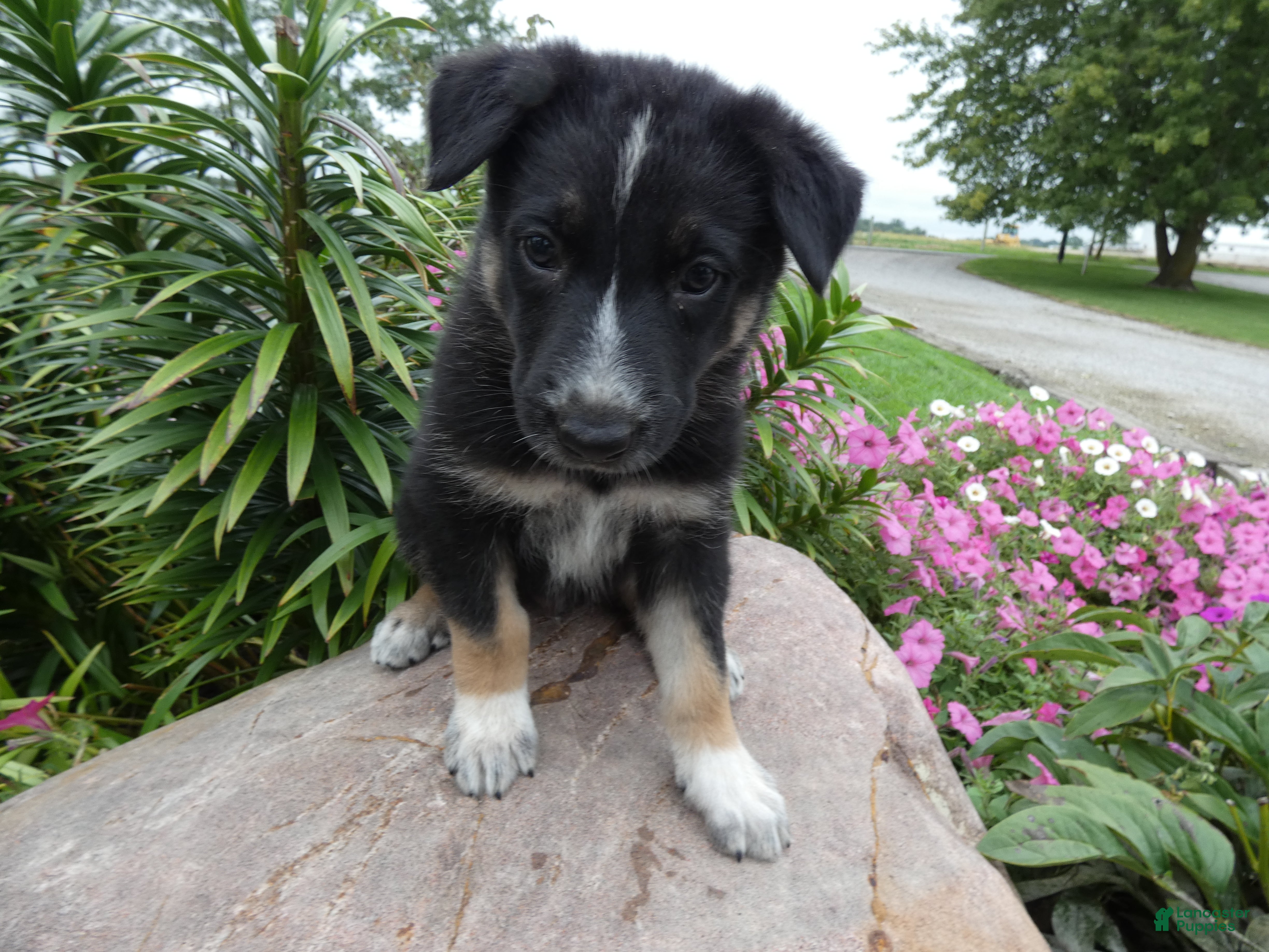 German Shepherd dogs German Shepherd Leo 6 - Ad 28