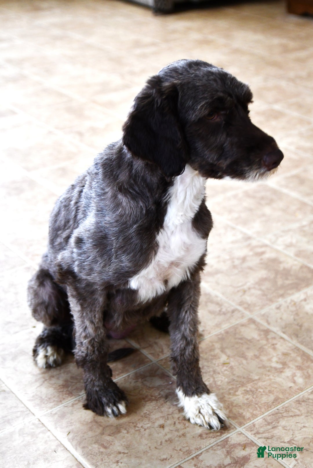 Portuguese Water Dog dogs for sale: Dimples - Ad 6