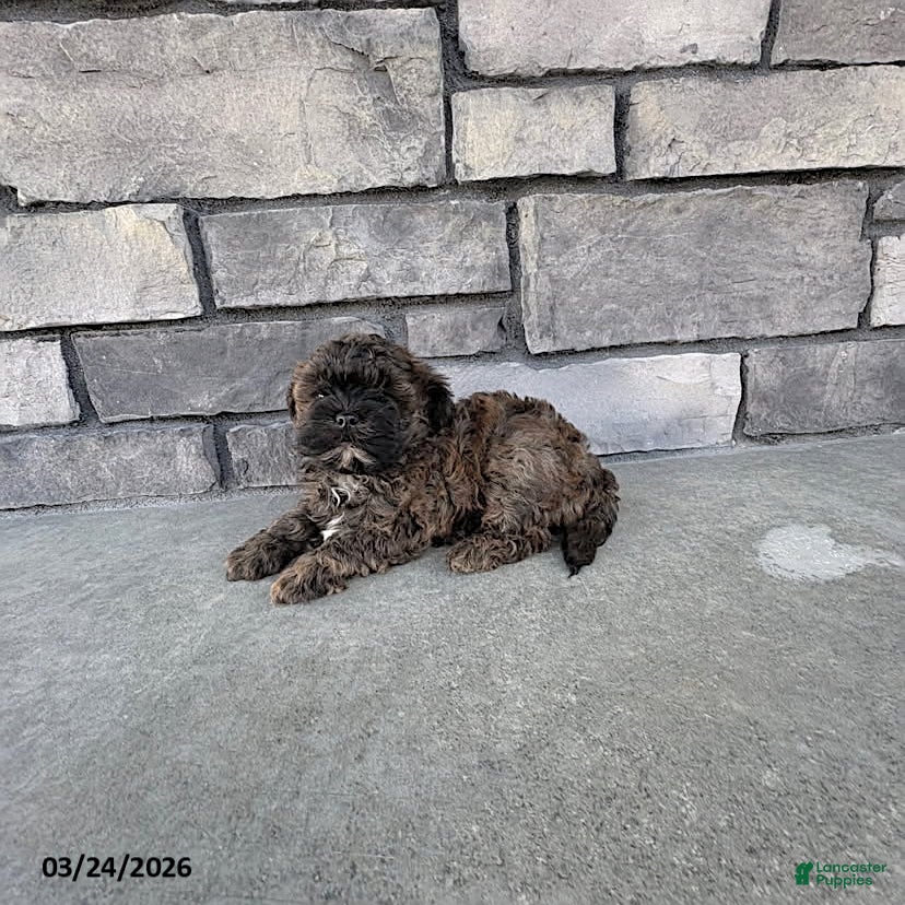 Shihpoo dogs Marley - Ad 1