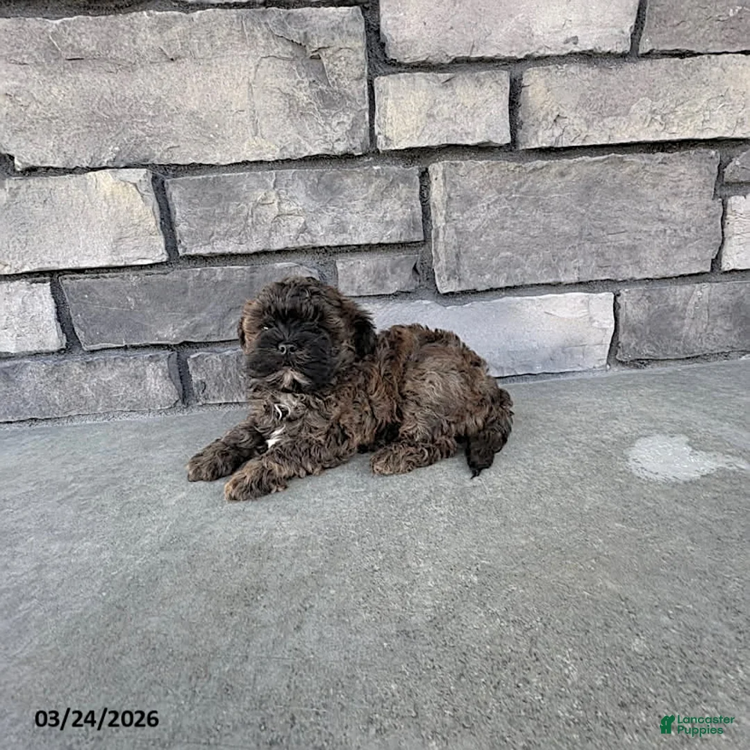 Shihpoo dogs for sale: Marley - Ad 1
