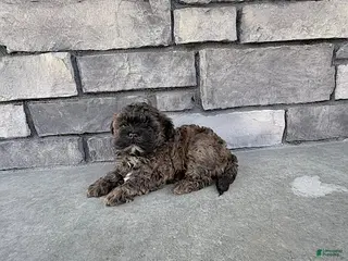 Shihpoo dogs for sale: Marley - Ad 2