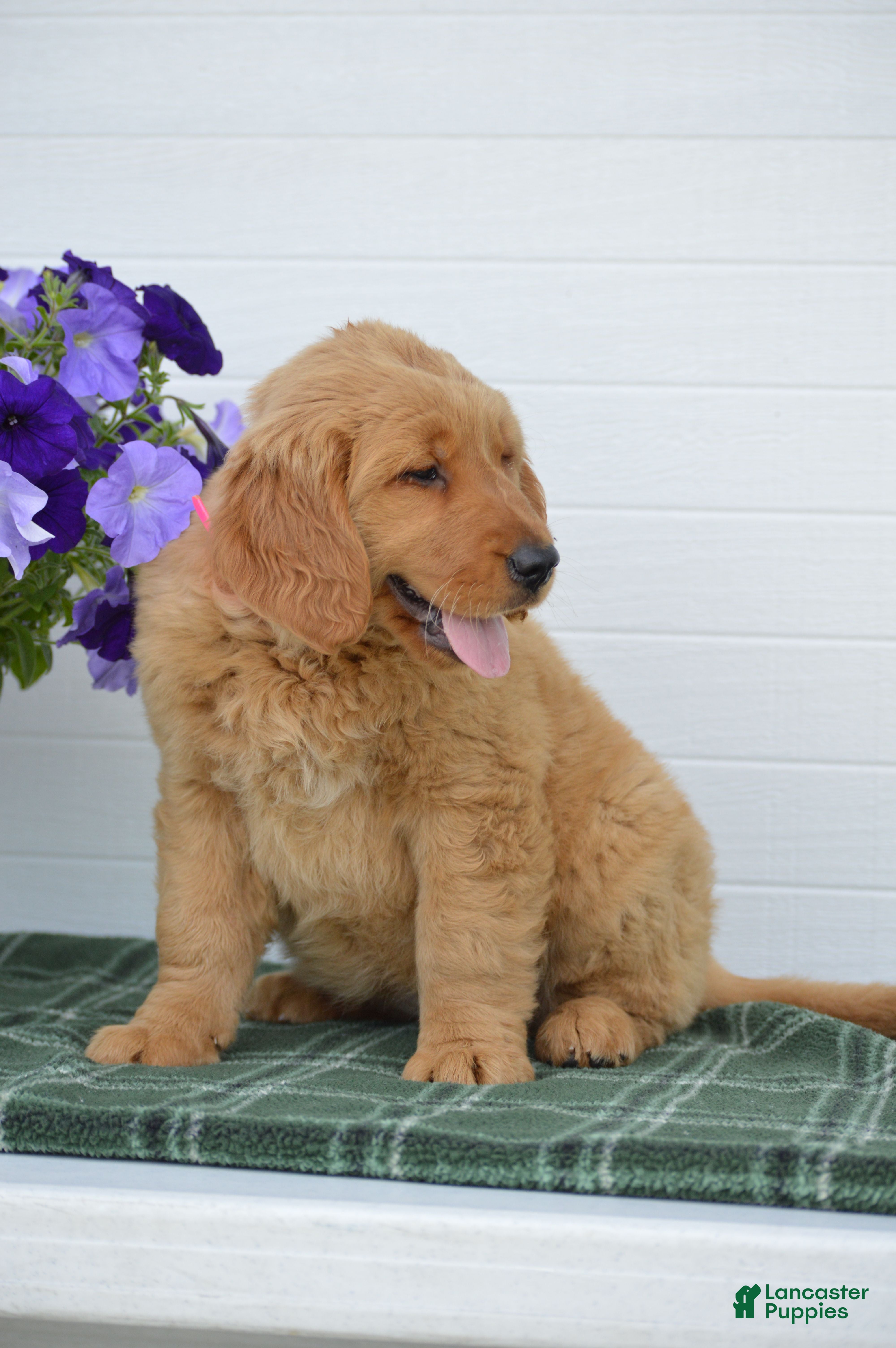 Golden Retriever dogs Dawn - Ad 2