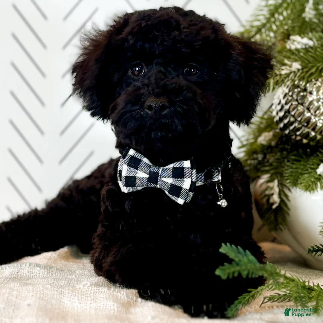 Toy Poodle dogs for sale: Smacker - Ad 7