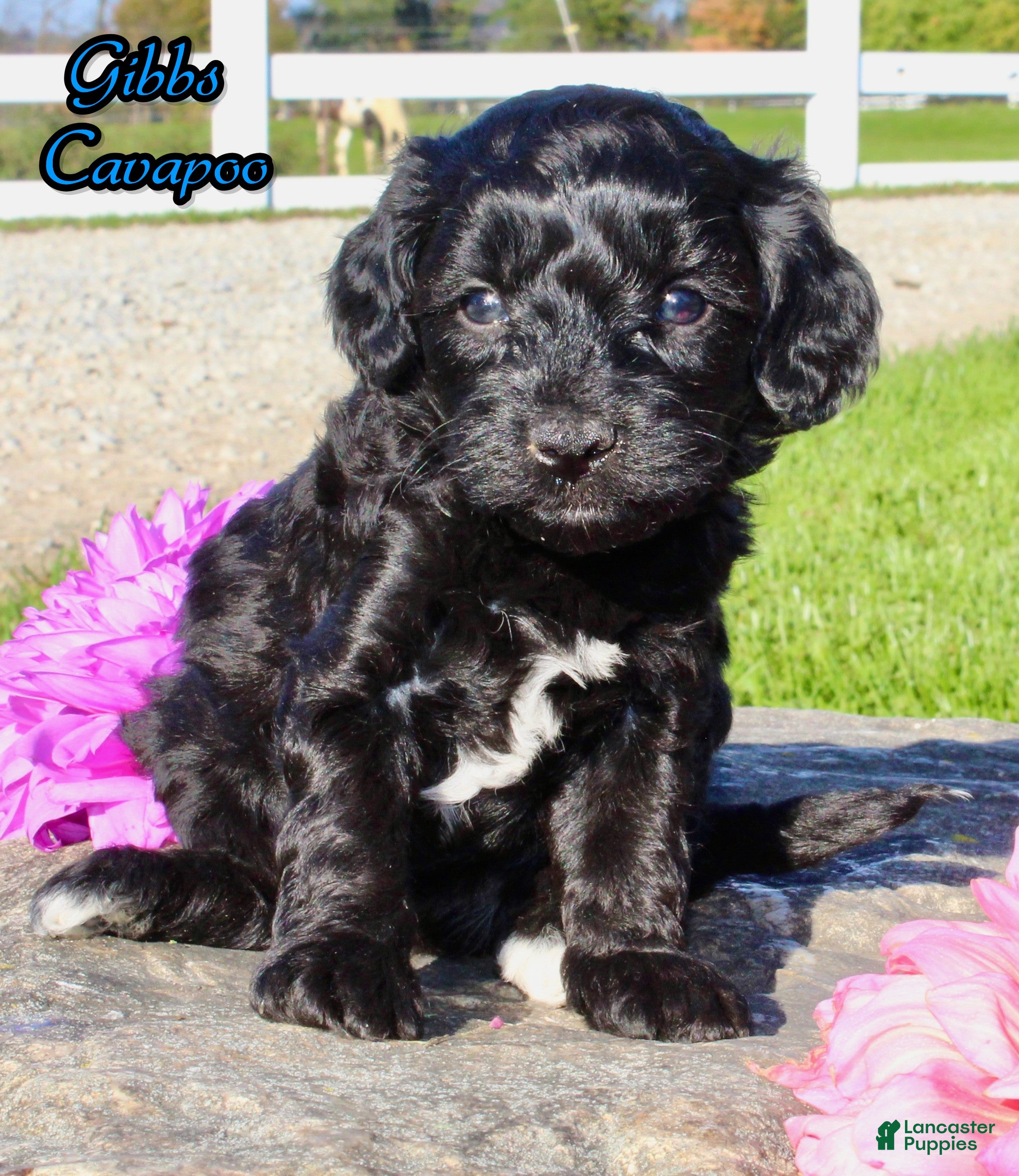 Cavapoo dogs Gibbs Male Cavapoo - Ad 1