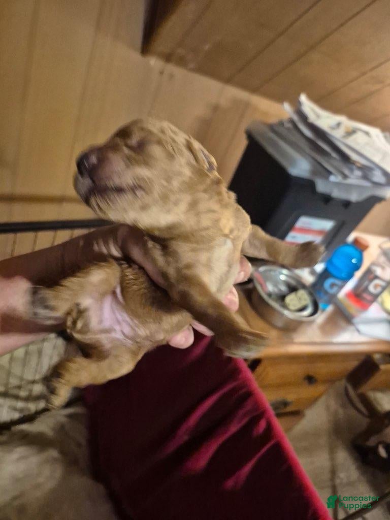 Mini Goldendoodle dogs for sale: Cosmo  - Ad 1