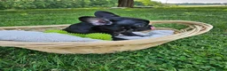 French Bulldog dogs for sale: Marley - Ad 3