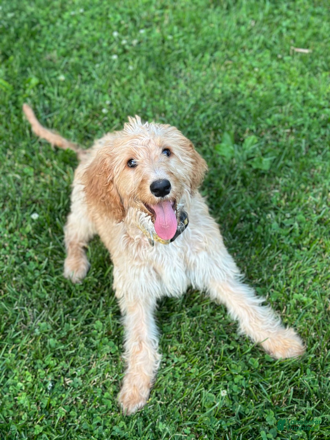 Gallery Image {{count}}