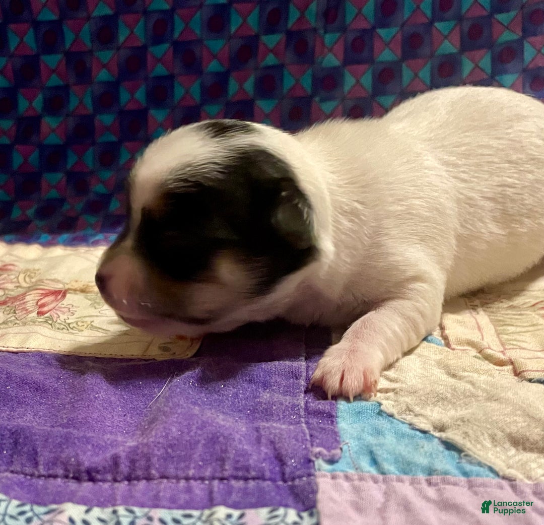 Chihuahua dogs for sale: Lucille - Ad 35