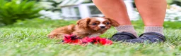 Cavalier King Charles Spaniel dogs for sale: Ollie - Ad 8