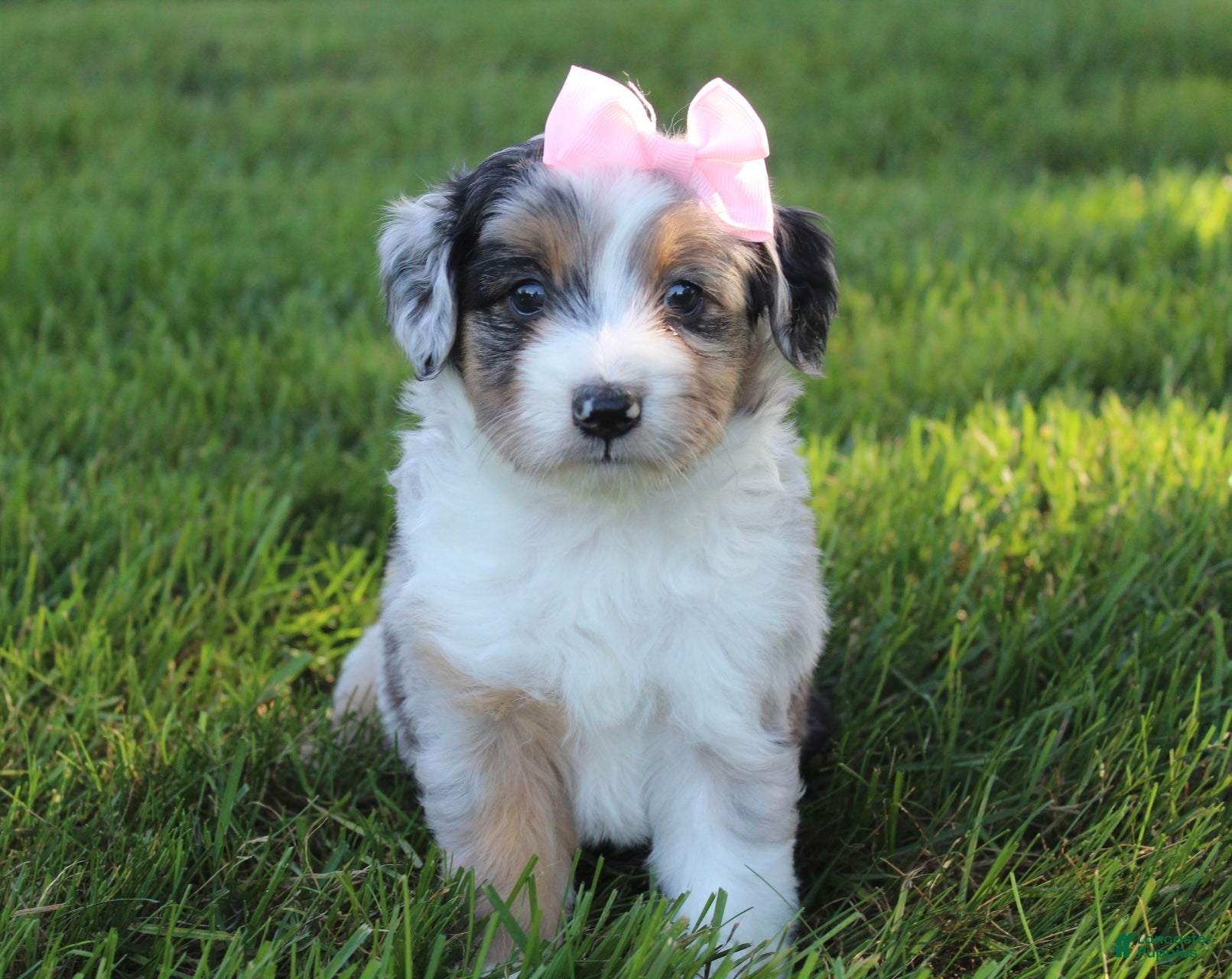 Mini Aussiedoodle dogs Kali 🎀 - Ad 2