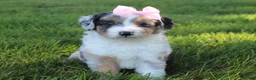 Mini Aussiedoodle dogs for sale: Kali 🎀 - Ad 2