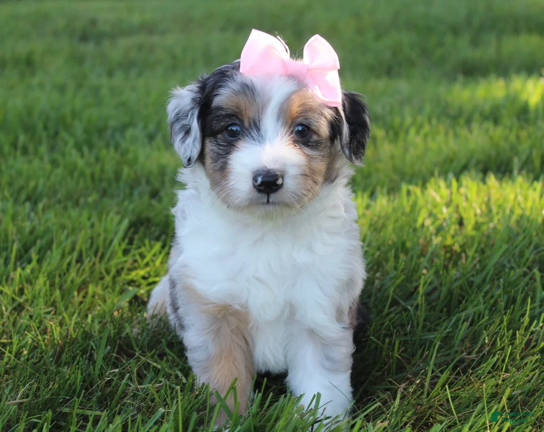 Mini Aussiedoodle dogs for sale: Kali 🎀 - Ad 2