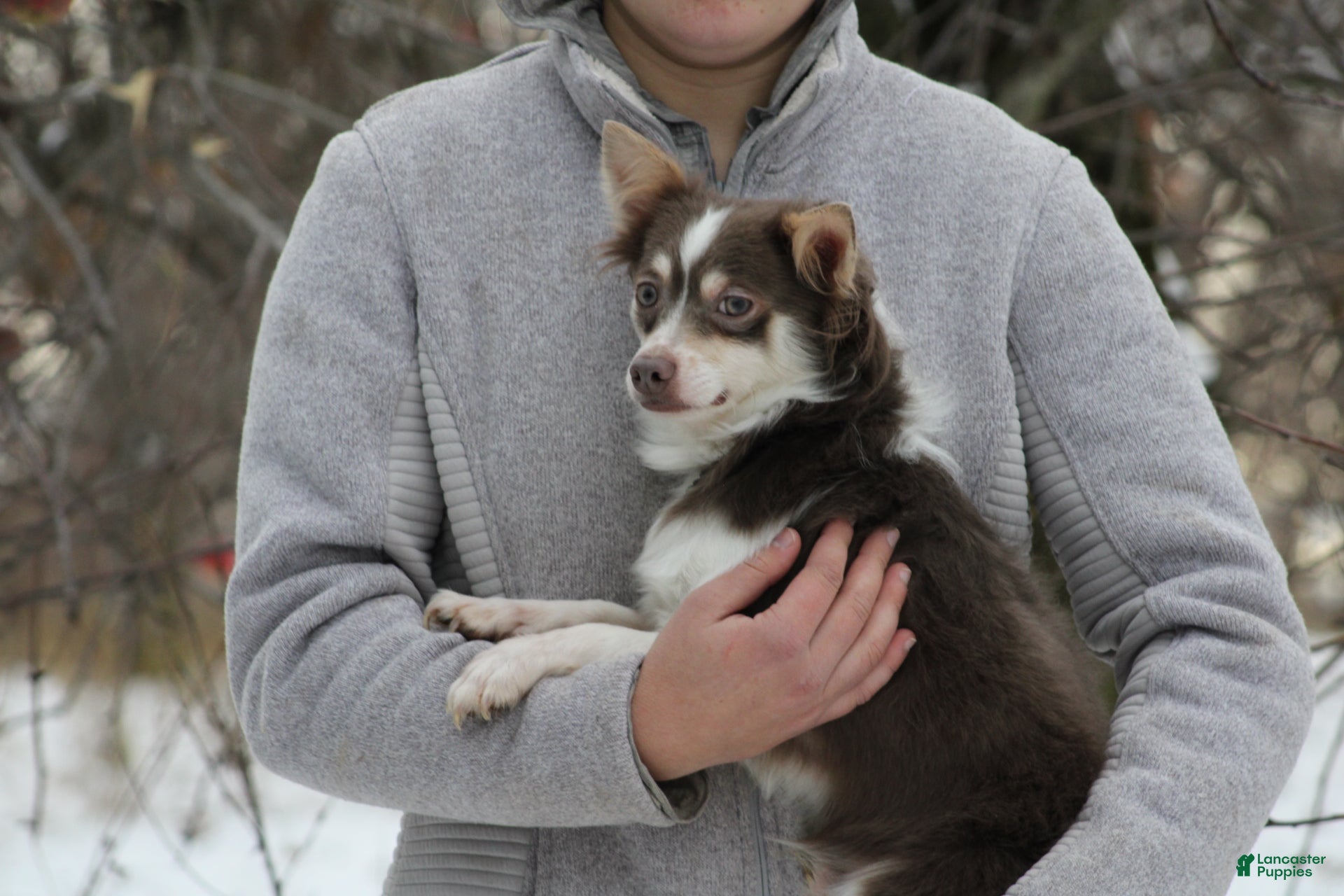 Chihuahua dogs Camryn - Ad 30