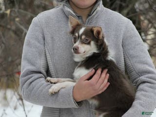 Chihuahua dogs Camryn - Ad 19