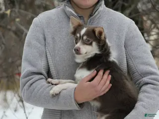 Chihuahua dogs Camryn - Ad 22