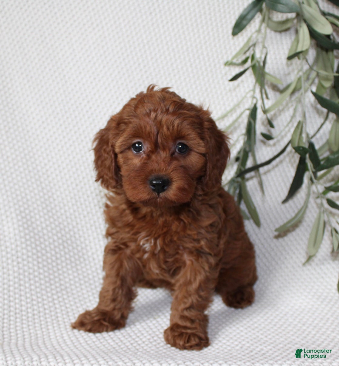 Cavapoo dogs Finley - Ad 2