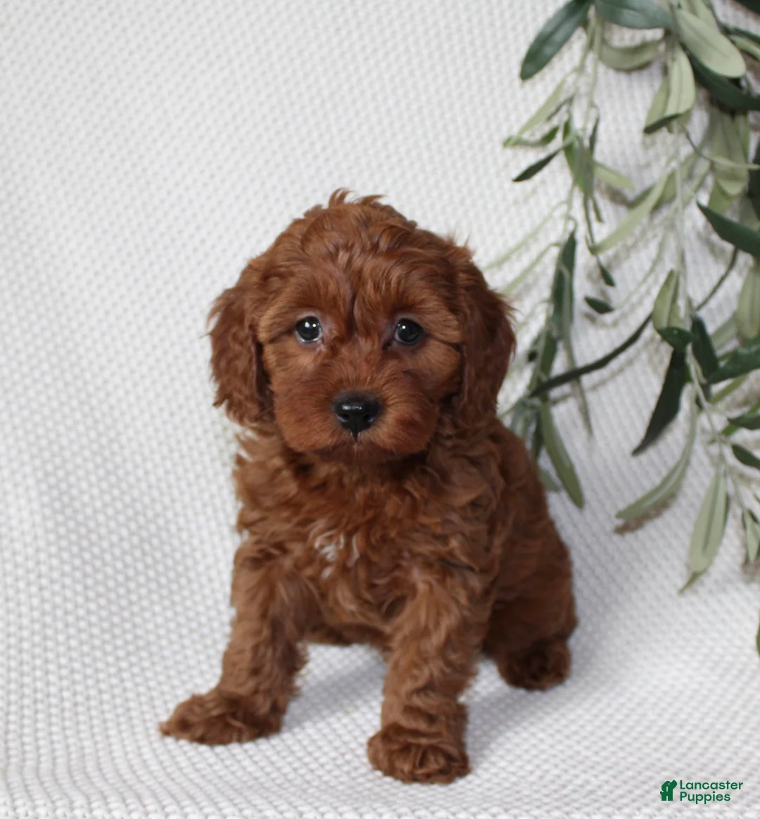 Cavapoo dogs for sale: Finley - Ad 2