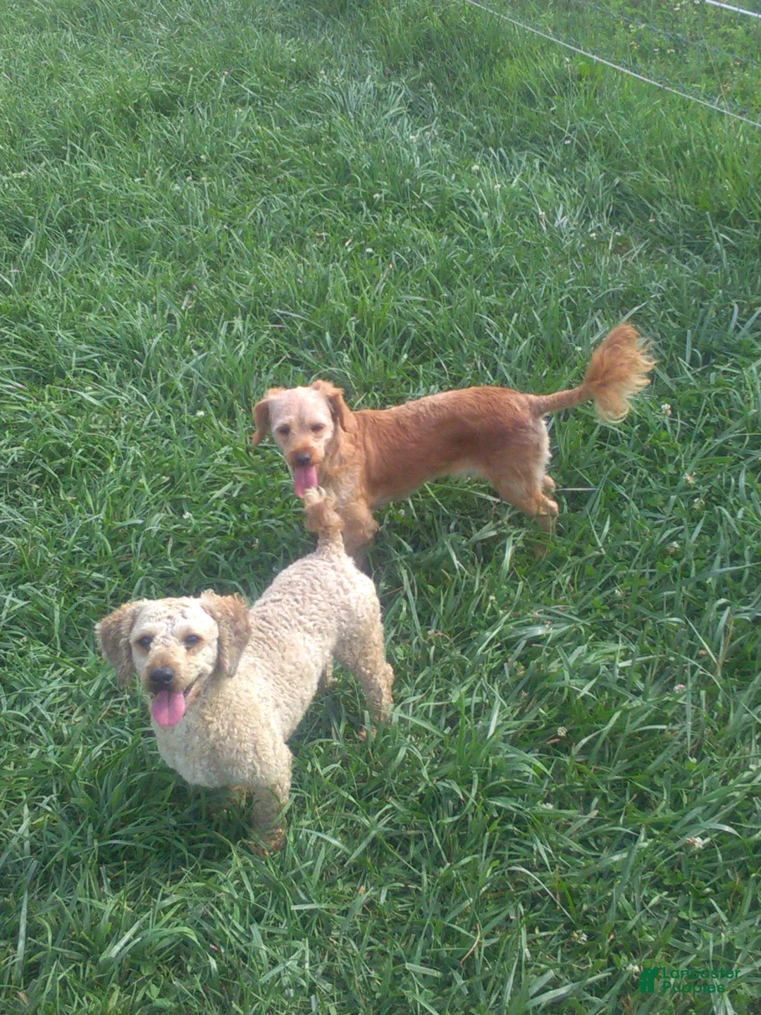 Cavapoo dogs for sale: Rudy - Ad 10
