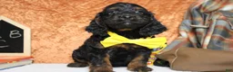 Cockapoo dogs for sale: Toffee  - Ad 2