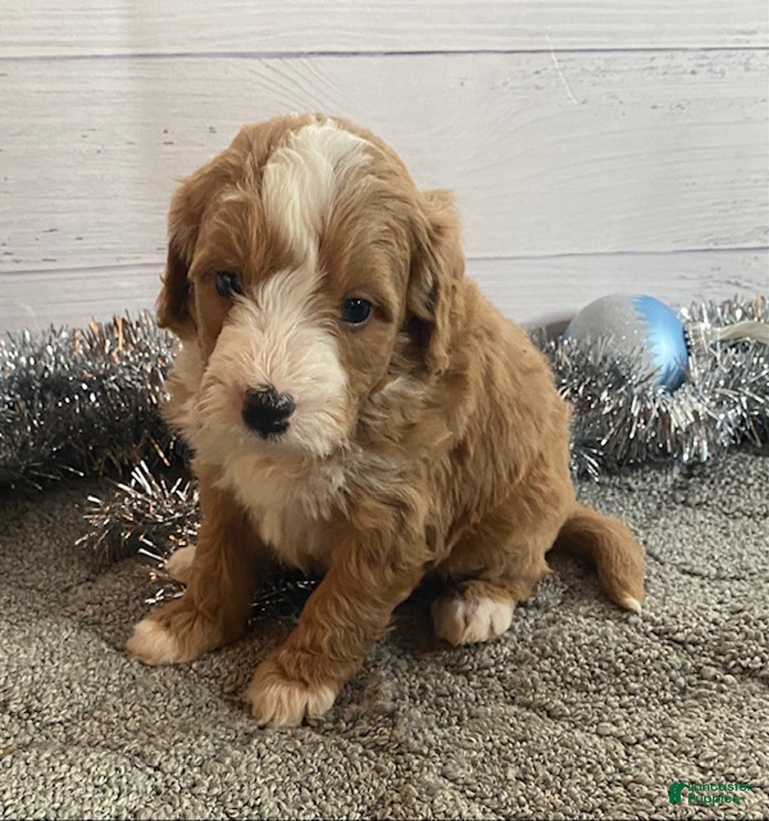 Mini Bernedoodle dogs for sale: Shadow - Ad 4
