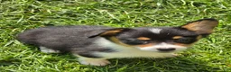 Welsh Corgi Pembroke dogs for sale: Brea  - Ad 9