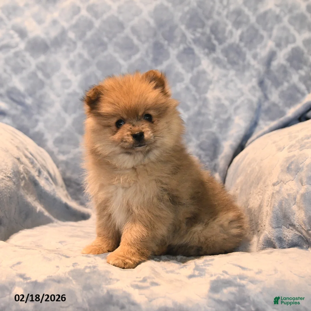 Pomeranian dogs for sale: Jimmy - Ad 2