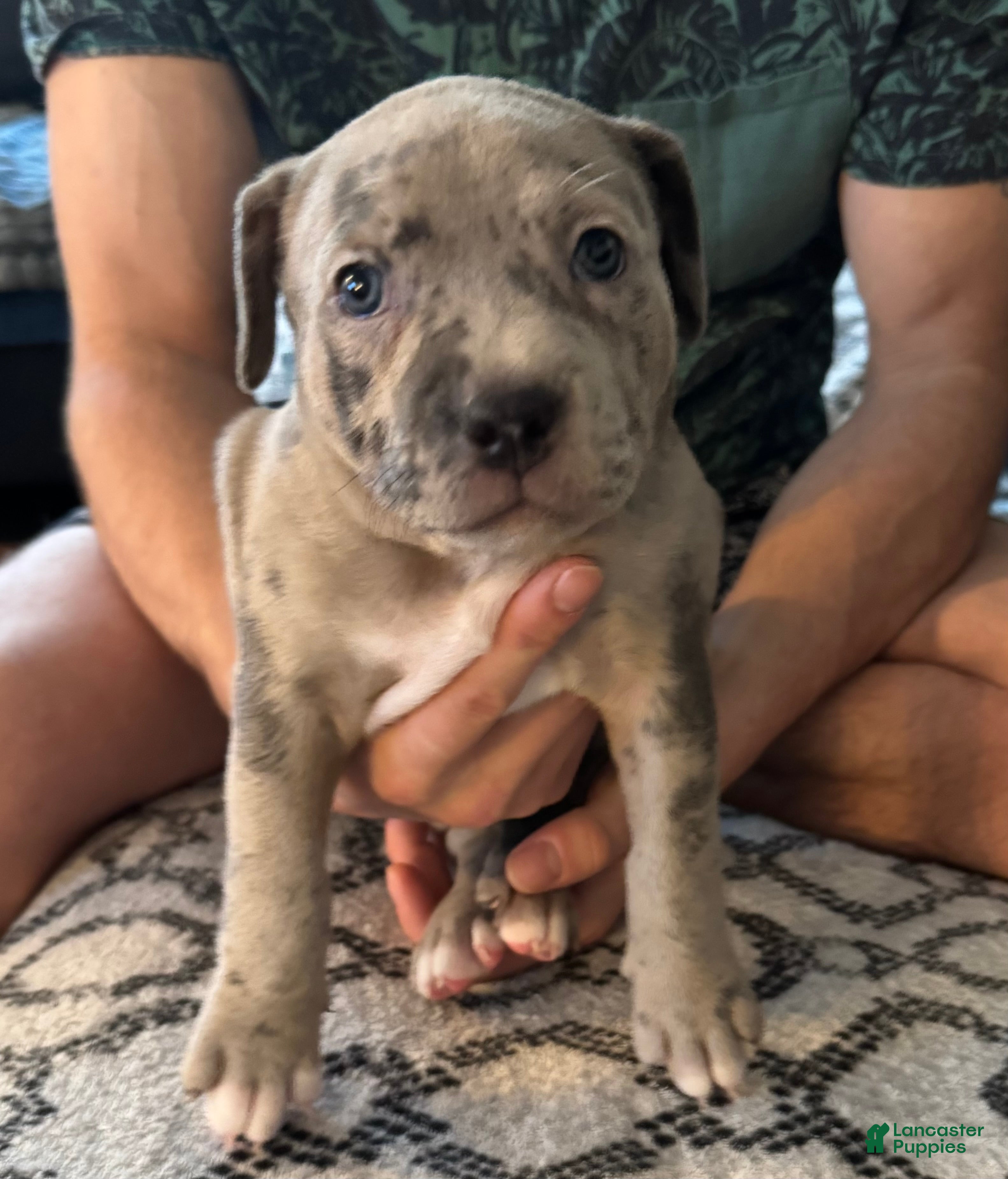 Mixed Breed dogs for sale: Marley - Ad 2
