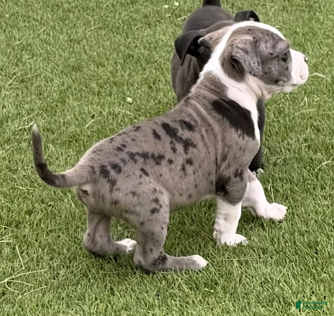 American Bully dogs for sale: DENZEL WASHINGTON - Ad 5