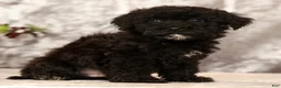 Havapoo dogs for sale: Ranger - Ad 7