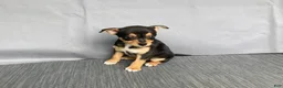 Chihuahua dogs for sale: Waylon - Ad 9