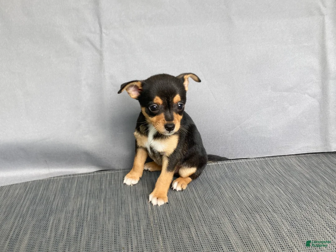 Chihuahua dogs for sale: Waylon - Ad 9
