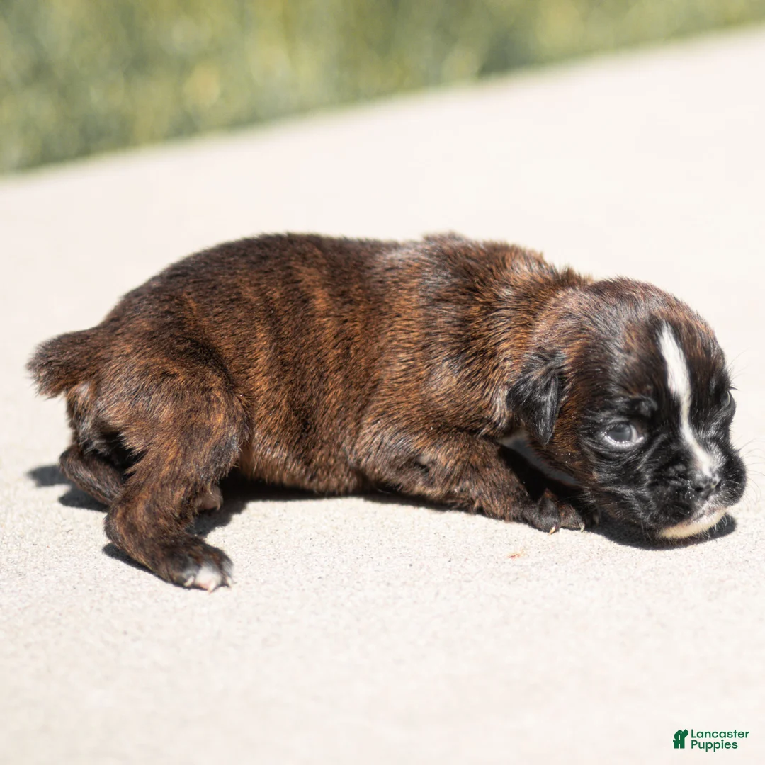 Boxer dogs for sale: Laney Boxer Puppy  - Ad 2
