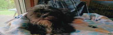 Shih Tzu 2