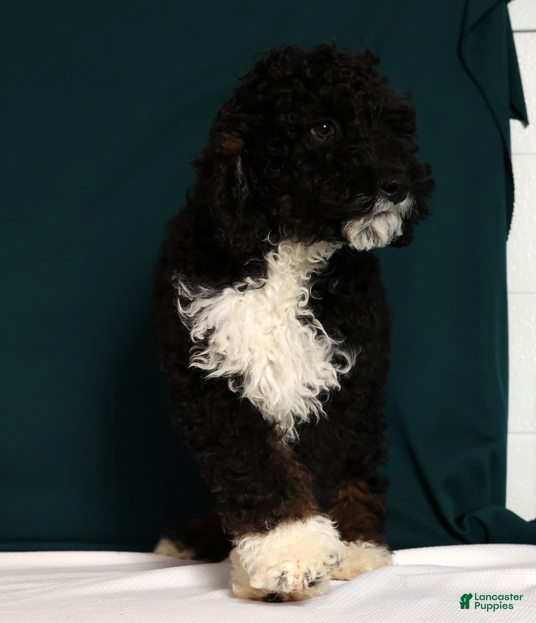 Mini Bernedoodle dogs for sale: Alvin - Ad 2