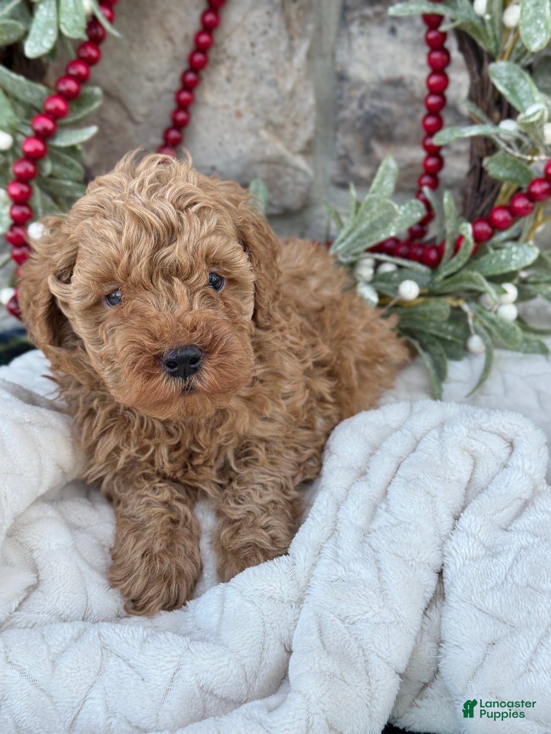 Toy Poodle dogs for sale: Trotter - Ad 7